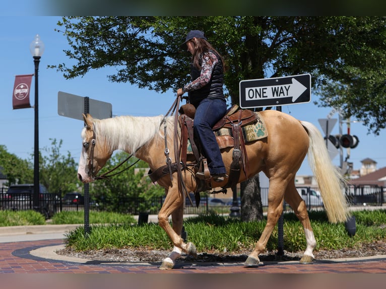 American Quarter Horse Merrie 4 Jaar Palomino in Rusk
