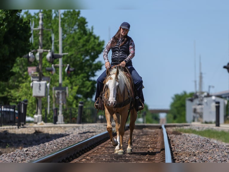 American Quarter Horse Merrie 4 Jaar Palomino in Rusk