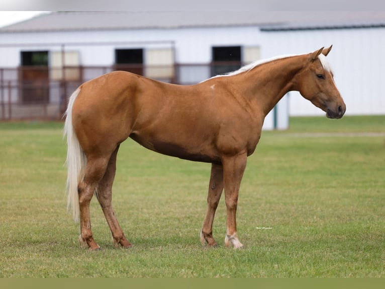 American Quarter Horse Merrie 4 Jaar Palomino in Ripley