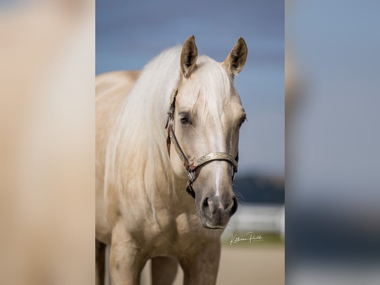 American Quarter Horse Merrie 4 Jaar Palomino in Moosthenning
