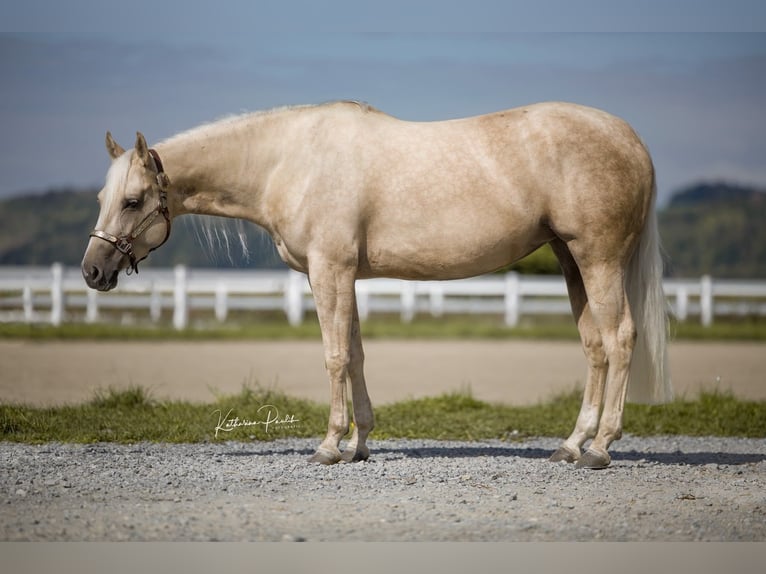 American Quarter Horse Merrie 4 Jaar Palomino in Moosthenning