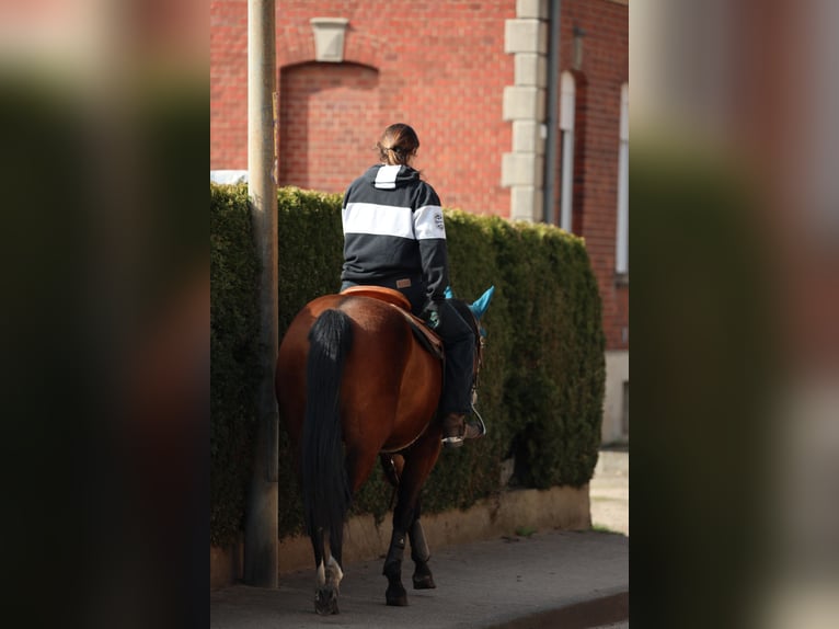 American Quarter Horse Merrie 4 Jaar  in Salzgitter Groß Mahner