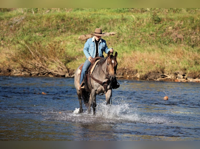 American Quarter Horse Merrie 4 Jaar Roan-Bay in Clarion