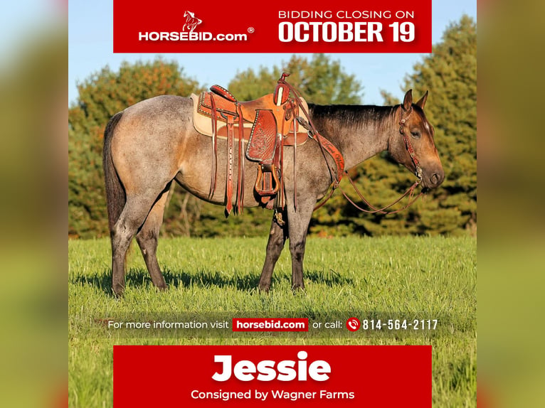 American Quarter Horse Merrie 4 Jaar Roan-Bay in Clarion