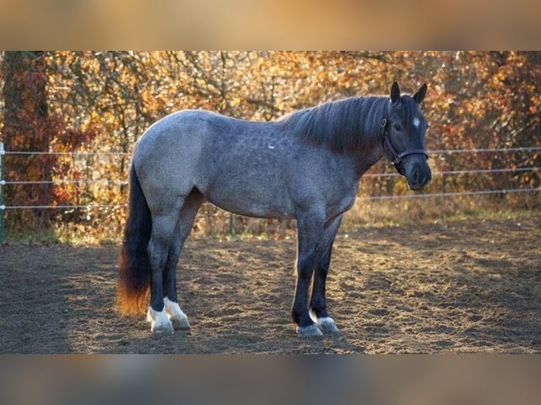 American Quarter Horse Merrie 4 Jaar Roan-Blue in BRistolville OH