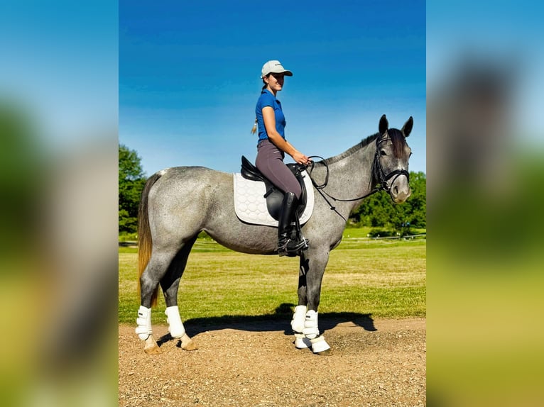 American Quarter Horse Merrie 4 Jaar Roan-Blue in Texarkana TX