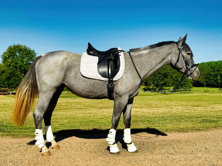 American Quarter Horse Merrie 4 Jaar Roan-Blue in Texarkana TX