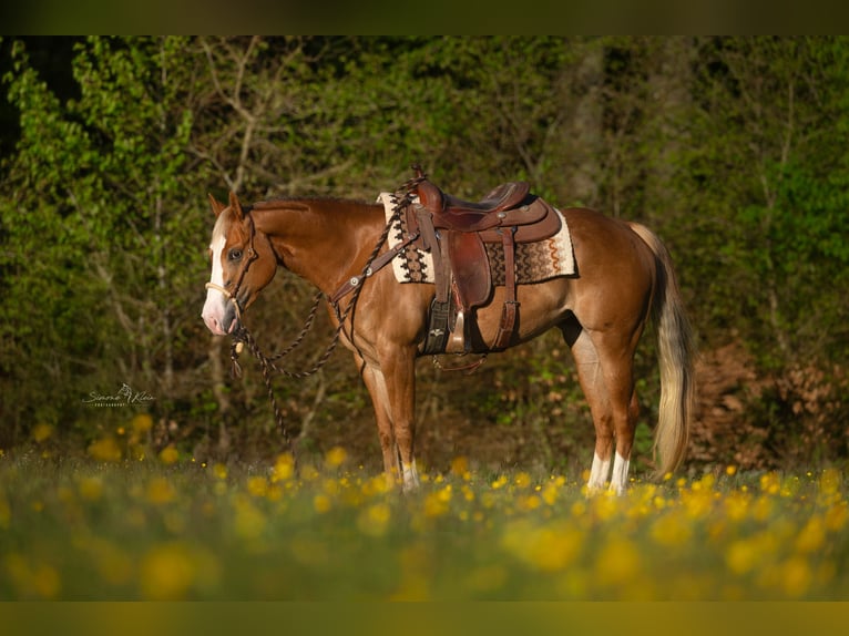 American Quarter Horse Merrie 4 Jaar Roan-Red in Höchstberg