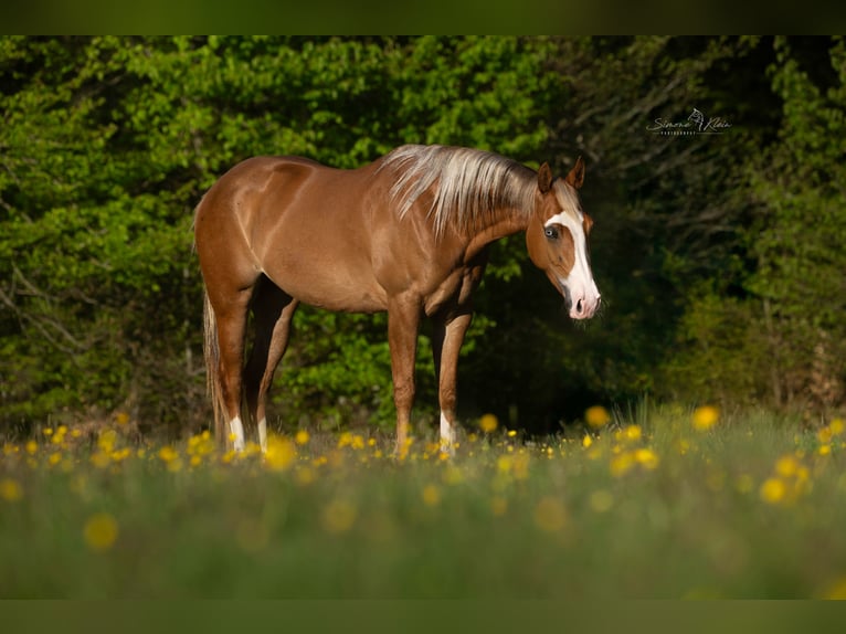 American Quarter Horse Merrie 4 Jaar Roan-Red in Höchstberg