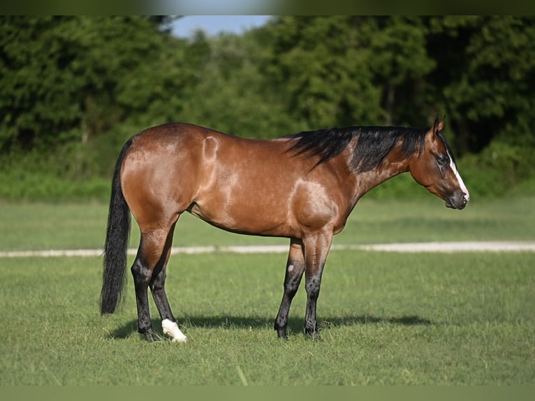 American Quarter Horse Merrie 4 Jaar Roodbruin in Waco