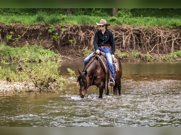 American Quarter Horse Merrie 4 Jaar Roodbruin in Dublin