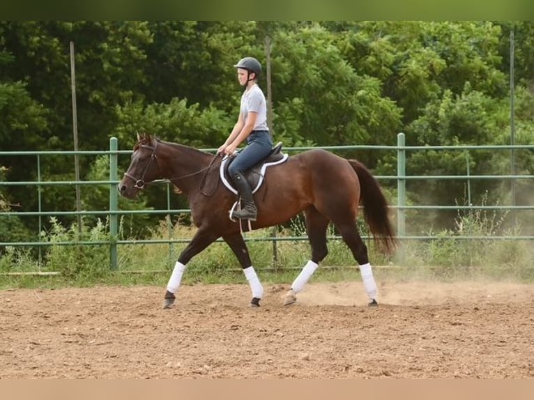 American Quarter Horse Merrie 4 Jaar Roodbruin in Dublin