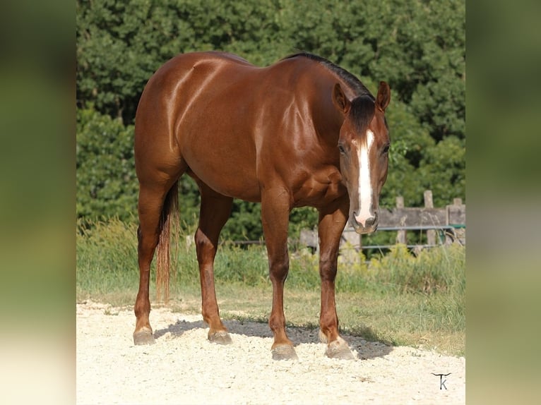 American Quarter Horse Merrie 4 Jaar Roodvos in Bellevue