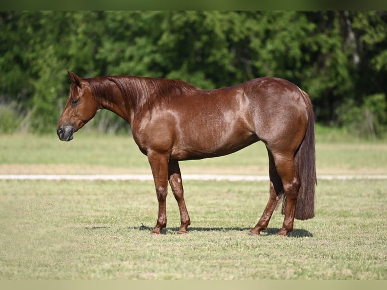 American Quarter Horse Merrie 4 Jaar Roodvos in Waco