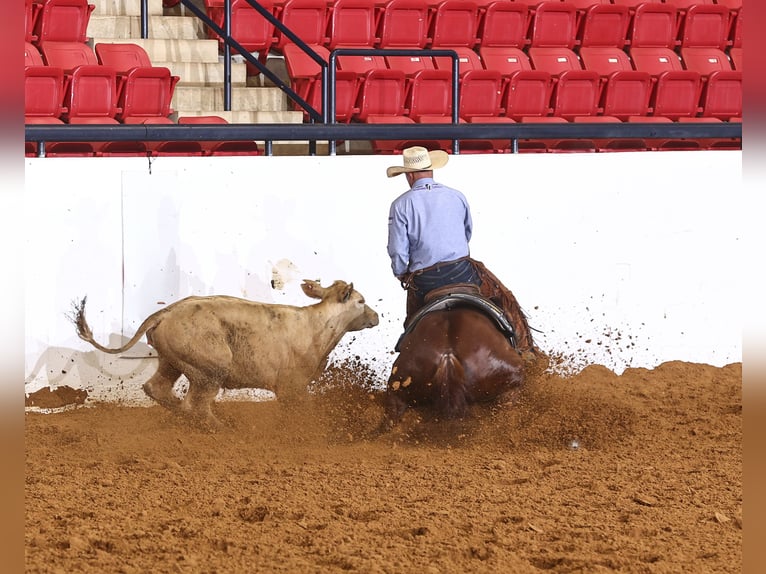 American Quarter Horse Merrie 4 Jaar Roodvos in Waco