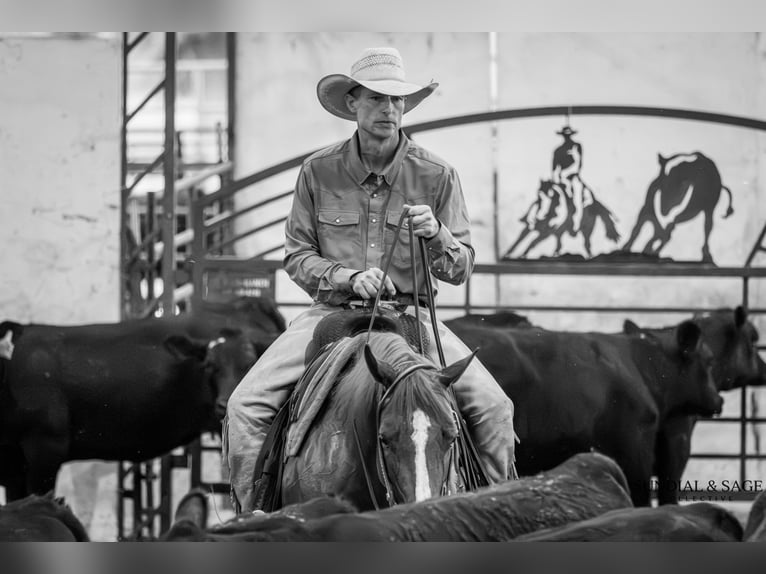 American Quarter Horse Merrie 4 Jaar Roodvos in Bellevue