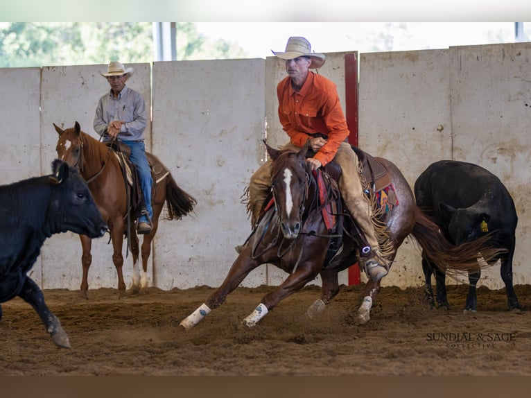 American Quarter Horse Merrie 4 Jaar Roodvos in Bellevue