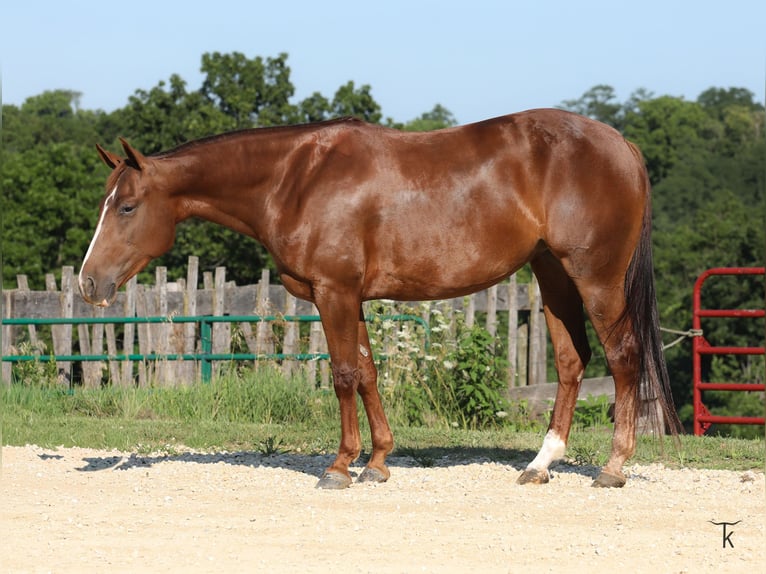 American Quarter Horse Merrie 4 Jaar Roodvos in Bellevue