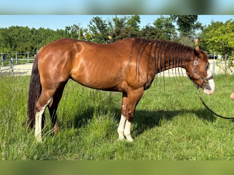 American Quarter Horse Merrie 4 Jaar Vos in Gerbo