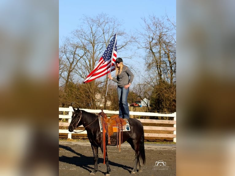 American Quarter Horse Merrie 4 Jaar Zwart in Jonestown, PA