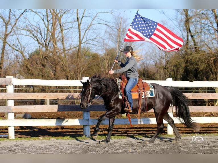 American Quarter Horse Merrie 4 Jaar Zwart in Jonestown, PA