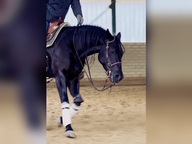 American Quarter Horse Merrie 4 Jaar Zwart in Fuchstal