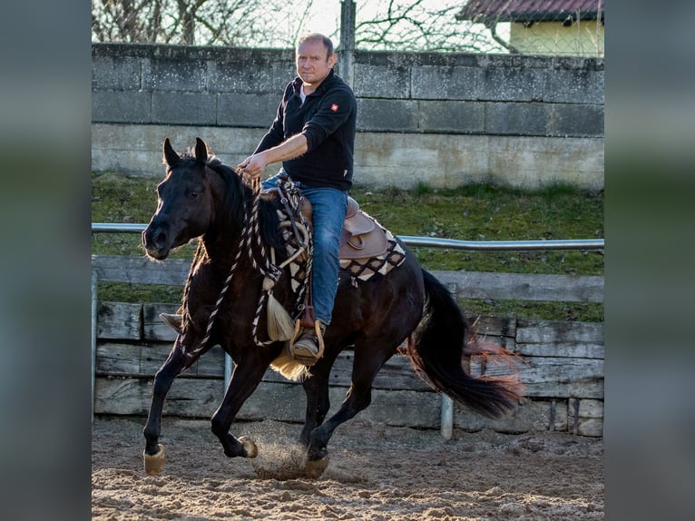 American Quarter Horse Merrie 4 Jaar Zwart in Ehingen