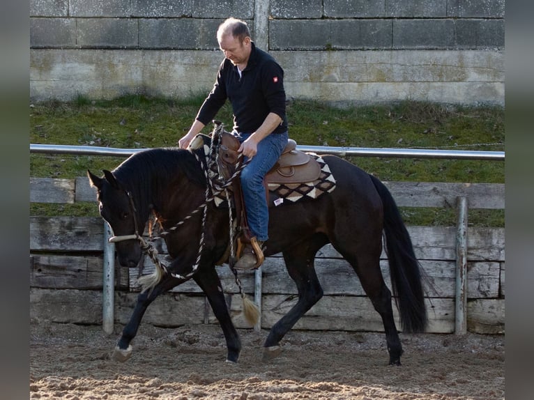 American Quarter Horse Merrie 4 Jaar Zwart in Ehingen