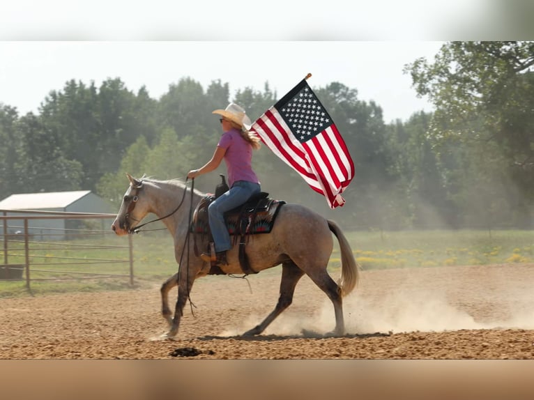 American Quarter Horse Merrie 5 Jaar 142 cm Appelschimmel in Quitman AR