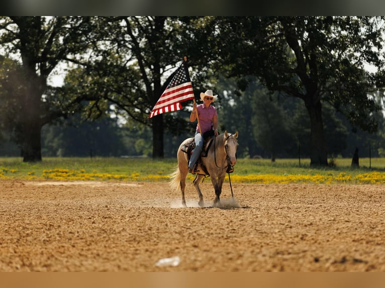 American Quarter Horse Merrie 5 Jaar 142 cm Appelschimmel in Quitman AR