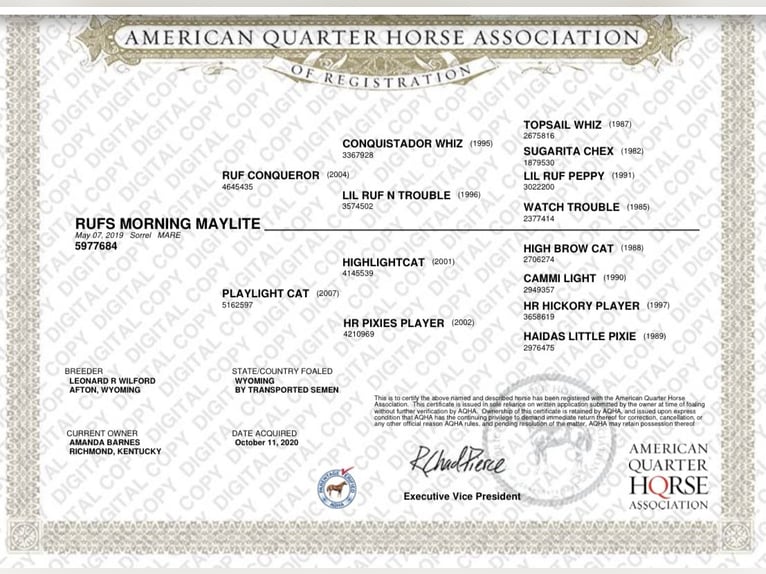 American Quarter Horse Merrie 5 Jaar 142 cm Donkere-vos in Lexington, Kentucky