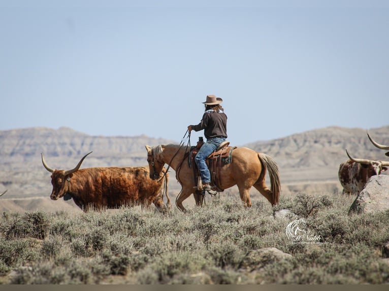 American Quarter Horse Merrie 5 Jaar 142 cm Palomino in Cody, WY