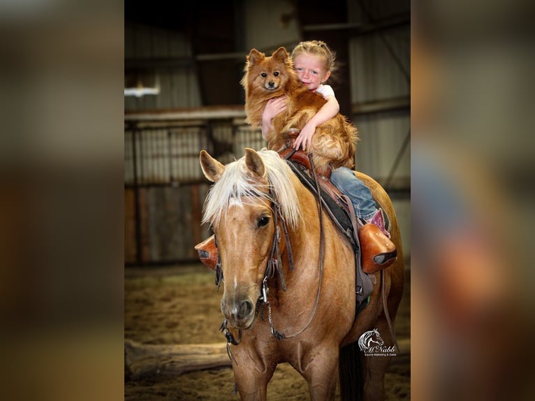 American Quarter Horse Merrie 5 Jaar 142 cm Palomino in Cody, WY