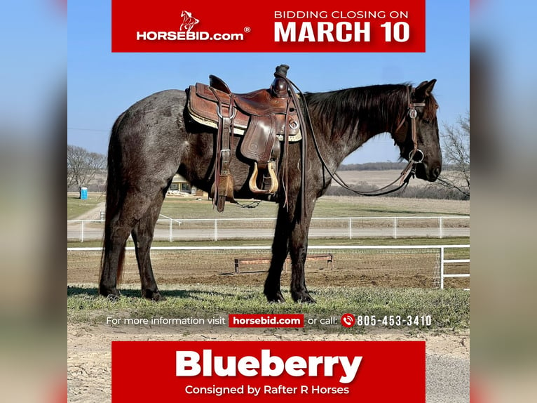 American Quarter Horse Merrie 5 Jaar 142 cm Roan-Blue in Whitesboro, TX