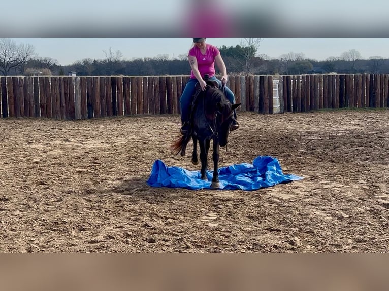 American Quarter Horse Merrie 5 Jaar 142 cm Roan-Blue in Whitesboro, TX