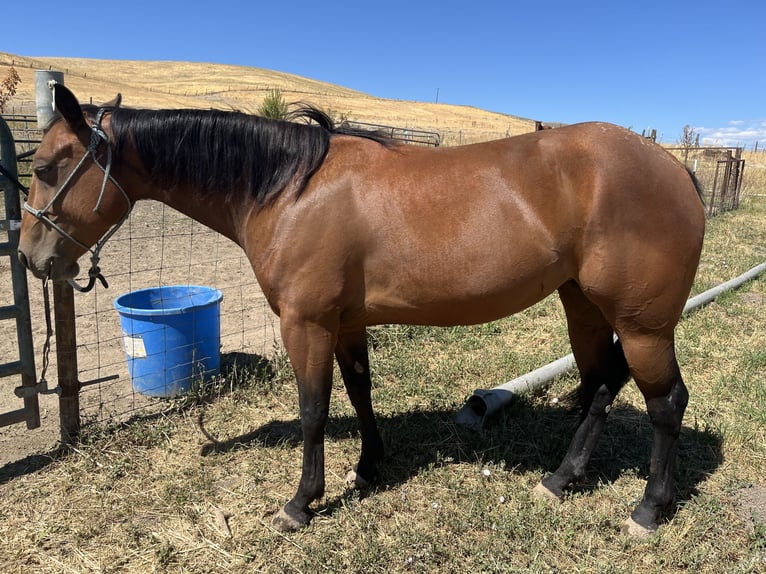 American Quarter Horse Merrie 5 Jaar 142 cm Roodbruin in Weiser, ID