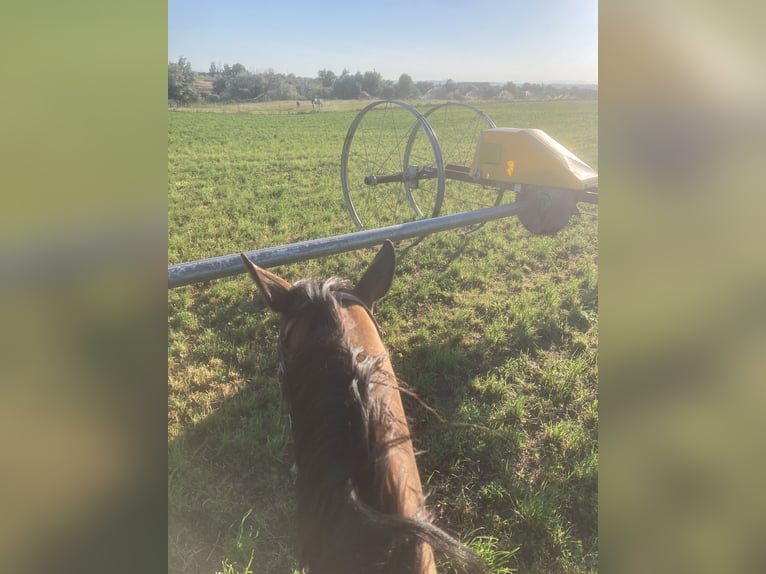 American Quarter Horse Merrie 5 Jaar 142 cm Roodbruin in Weiser, ID