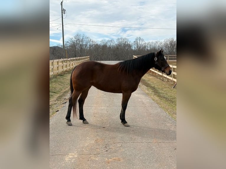American Quarter Horse Merrie 5 Jaar 142 cm Roodbruin in Hickory