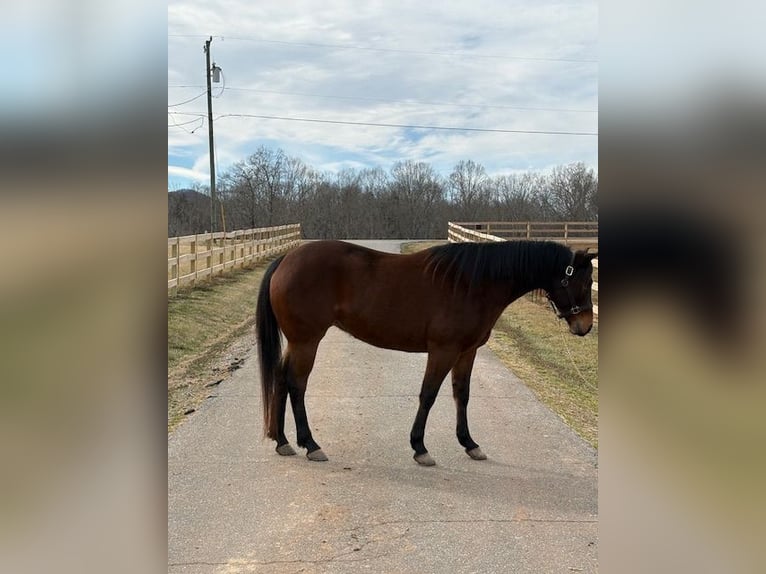 American Quarter Horse Merrie 5 Jaar 142 cm Roodbruin in Hickory