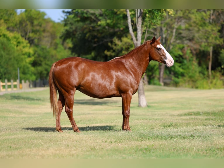 American Quarter Horse Merrie 5 Jaar 142 cm Roodvos in Terrell