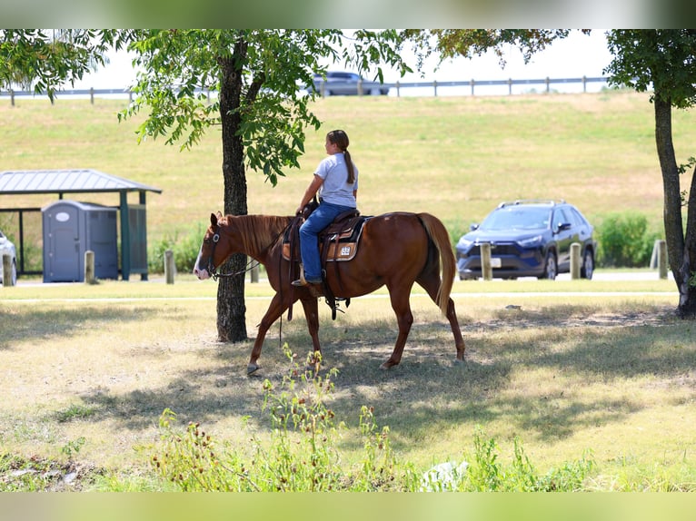 American Quarter Horse Merrie 5 Jaar 142 cm Roodvos in Terrell