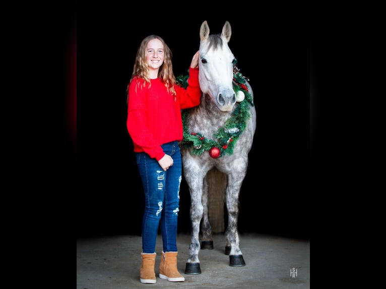 American Quarter Horse Merrie 5 Jaar 142 cm Schimmel in Argyle