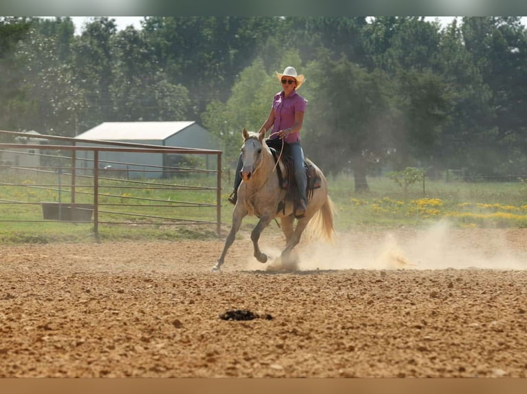 American Quarter Horse Merrie 5 Jaar 142 cm Schimmel in Quitman