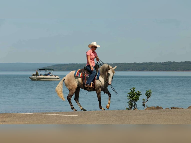 American Quarter Horse Merrie 5 Jaar 142 cm Schimmel in Quitman
