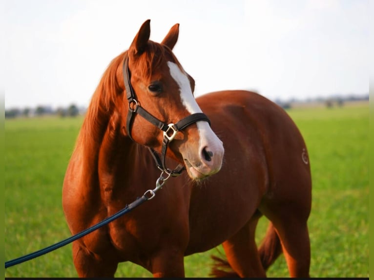 American Quarter Horse Merrie 5 Jaar 144 cm Vos in Markranstädt