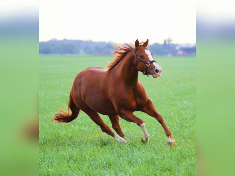 American Quarter Horse Merrie 5 Jaar 144 cm Vos in Markranstädt