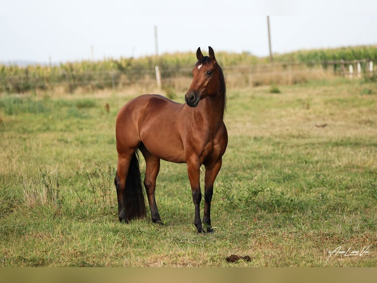 American Quarter Horse Merrie 5 Jaar 145 cm Bruin in Lüdinghausen