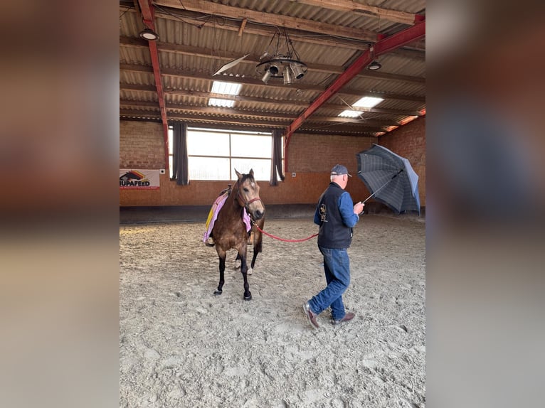 American Quarter Horse Merrie 5 Jaar 145 cm Buckskin in Sachsenhagen