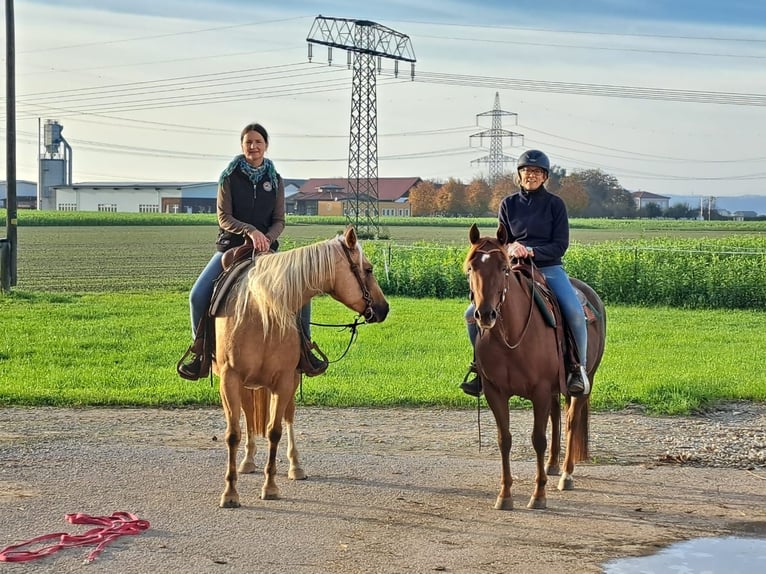 American Quarter Horse Merrie 5 Jaar 145 cm Donkere-vos in Burgkichen