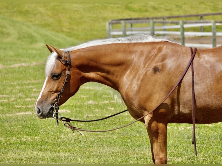 American Quarter Horse Merrie 5 Jaar 145 cm Palomino in Fresno, OH